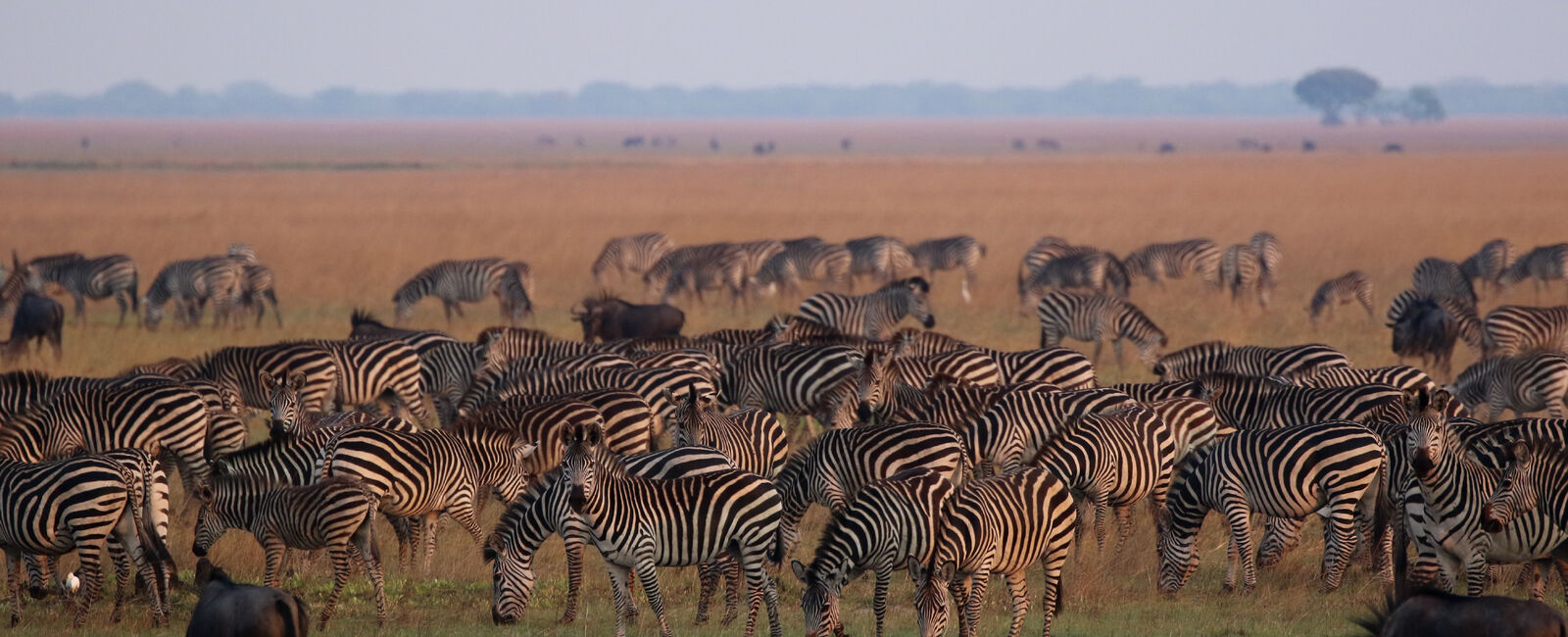 Liuwa Plain National Park